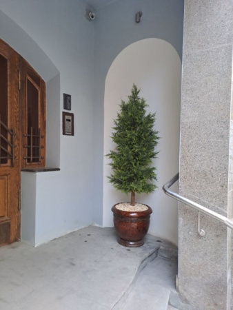 Туя (кипарис) 180 см